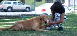 Una de las actividades preferidas del golden retriever es jugar con la pelota.
