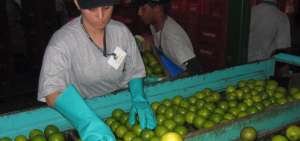 Ca&iacute;da hist&oacute;rica de cosecha de naranjas en Brasil hace temer falta de jugo en Europa