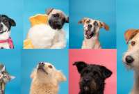 Una feria de adopción se realizará este domingo 22 de junio en Quito. En esta jornada perros y gatos rescatados pueden encontrar un hogar responsable.