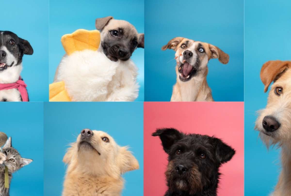 Una feria de adopción se realizará este domingo 22 de junio en Quito. En esta jornada perros y gatos rescatados pueden encontrar un hogar responsable.