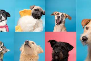 Una feria de adopción se realizará este domingo 22 de junio en Quito. En esta jornada perros y gatos rescatados pueden encontrar un hogar responsable.
