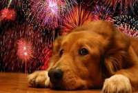 ¿Cómo afectan los fuegos artificiales a los perros?