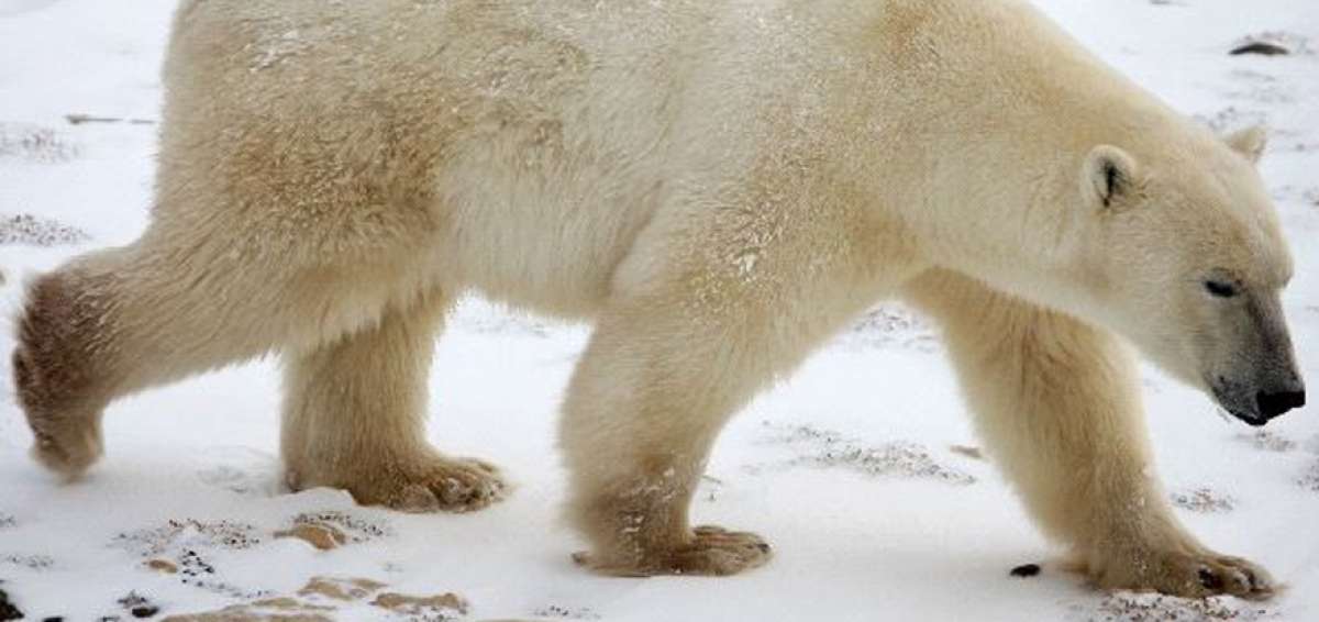 La presencia de qu&iacute;micos amenaza a los osos polares