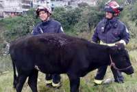 Bomberos rescataron a un ternero que cayó en un hueco en Quito