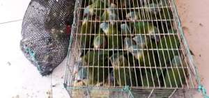 Las aves eran transportadas en recipientes, con el riesgo de que se asfixiaran.