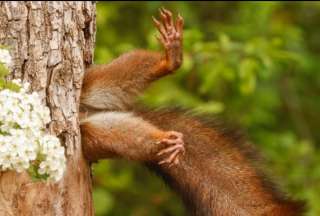La imagen de una ardilla atrapada en un árbol fue seleccionada entre más de 9.000 entradas.
