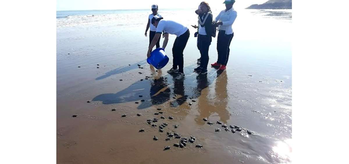 En Esmeraldas nacen las primeras 86 tortugas por temporada de anidaci&oacute;n