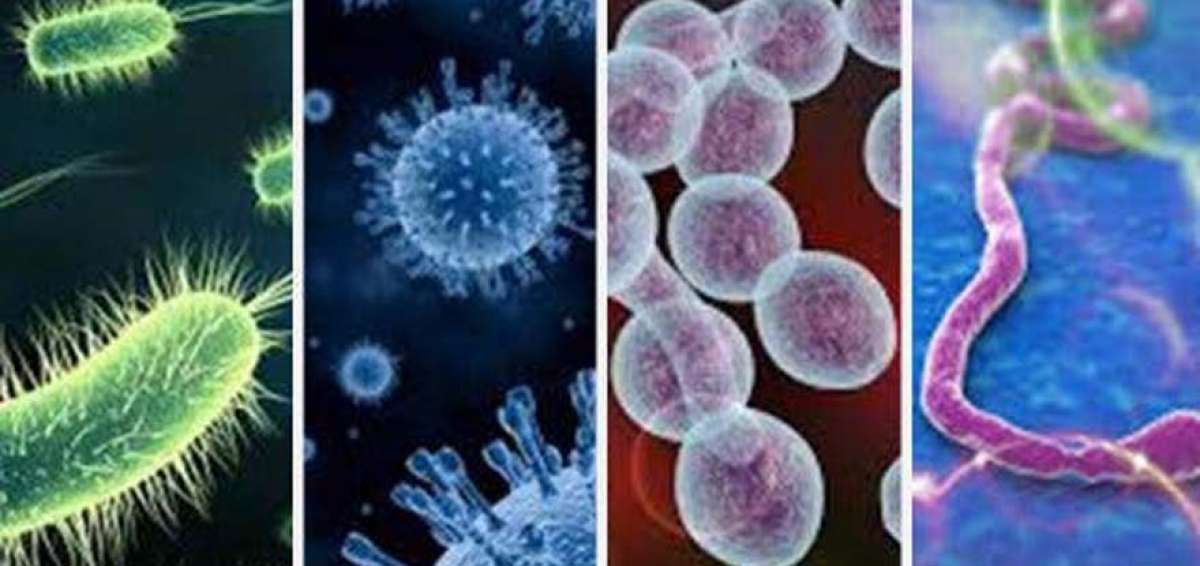 Muchas enfermedades infecciosas son zoon&oacute;ticas