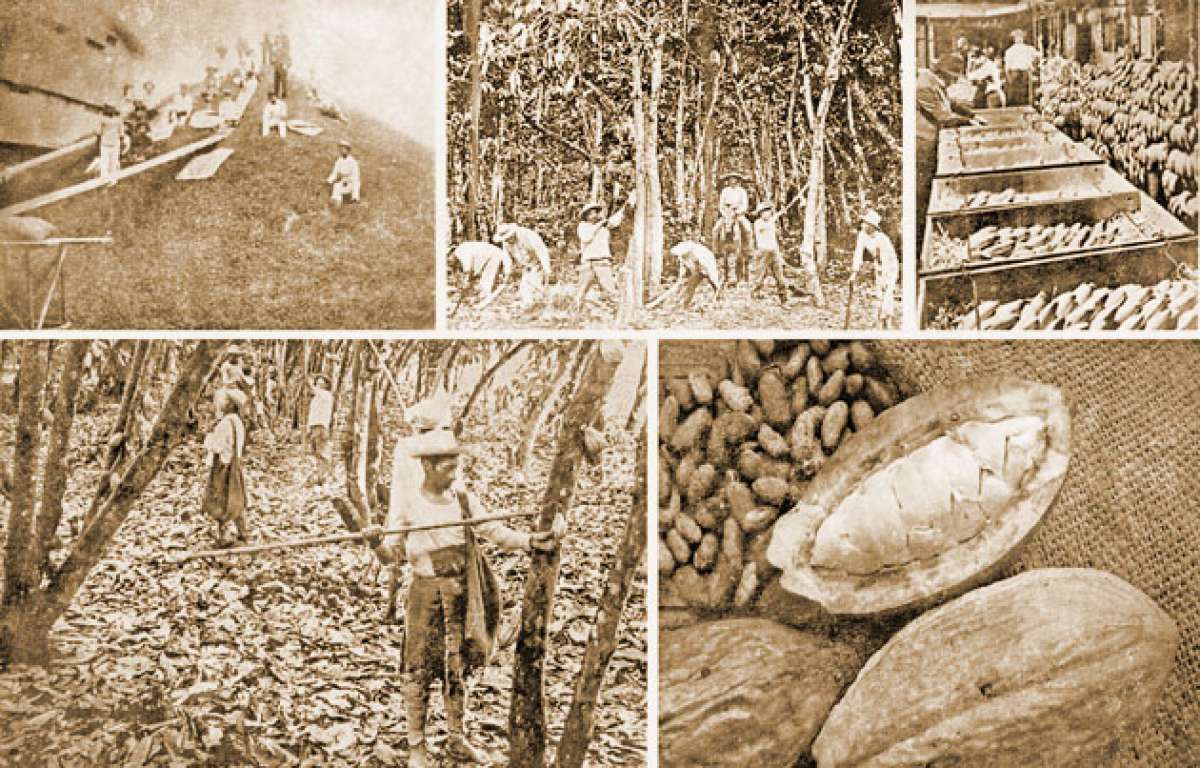Actores del &lsquo;boom&rsquo; cacaotero