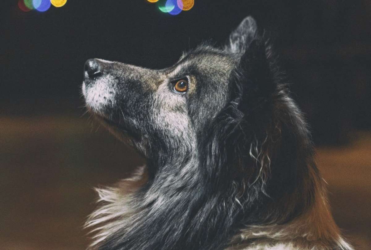 El ruido de fuegos artificiales es una de las principales causas de estr&eacute;s en mascotas durante diciembre.