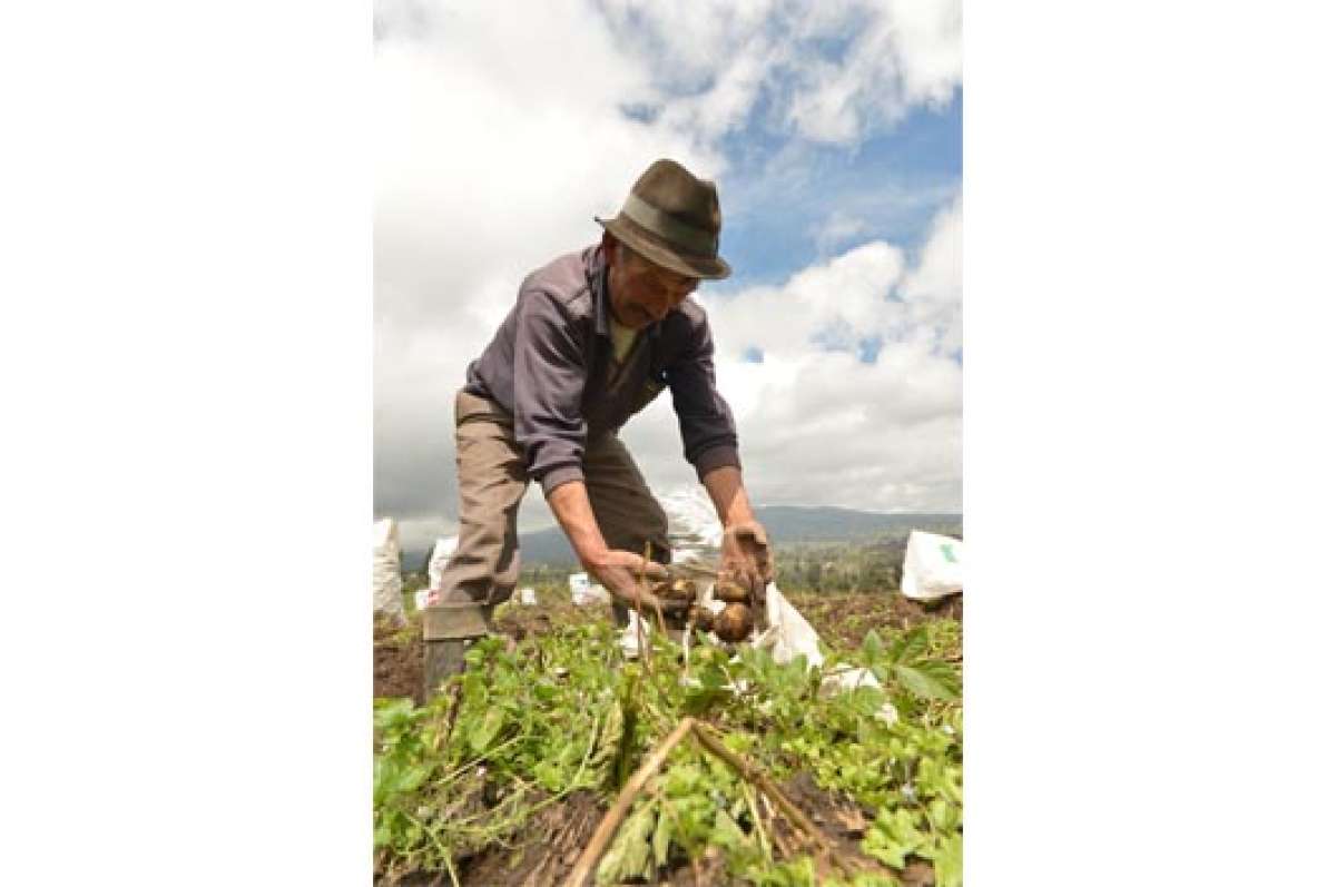 Al menos 5 mil has en Tungurahua est&aacute;n destinadas al cultivo de papa