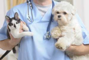 ¿Cómo obtener una cita para la esterilización gratuita de mascotas?