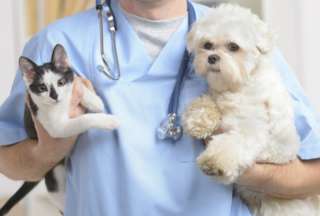 ¿Cómo obtener una cita para la esterilización gratuita de mascotas?