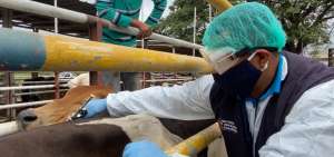 M&aacute;s de 4 millones de bovinos y bufalinos ser&aacute;n inmunizado contra la fiebre aftosa a nivel nacional