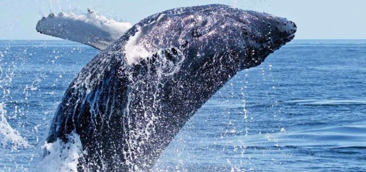 17.258 turistas disfrutaron del avistamiento de ballenas jorobadas en Machalilla