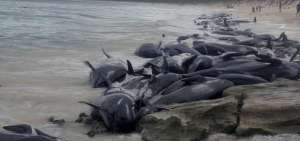 Muere la mitad de las m&aacute;s de 150 ballenas varadas en el suroeste de Australia