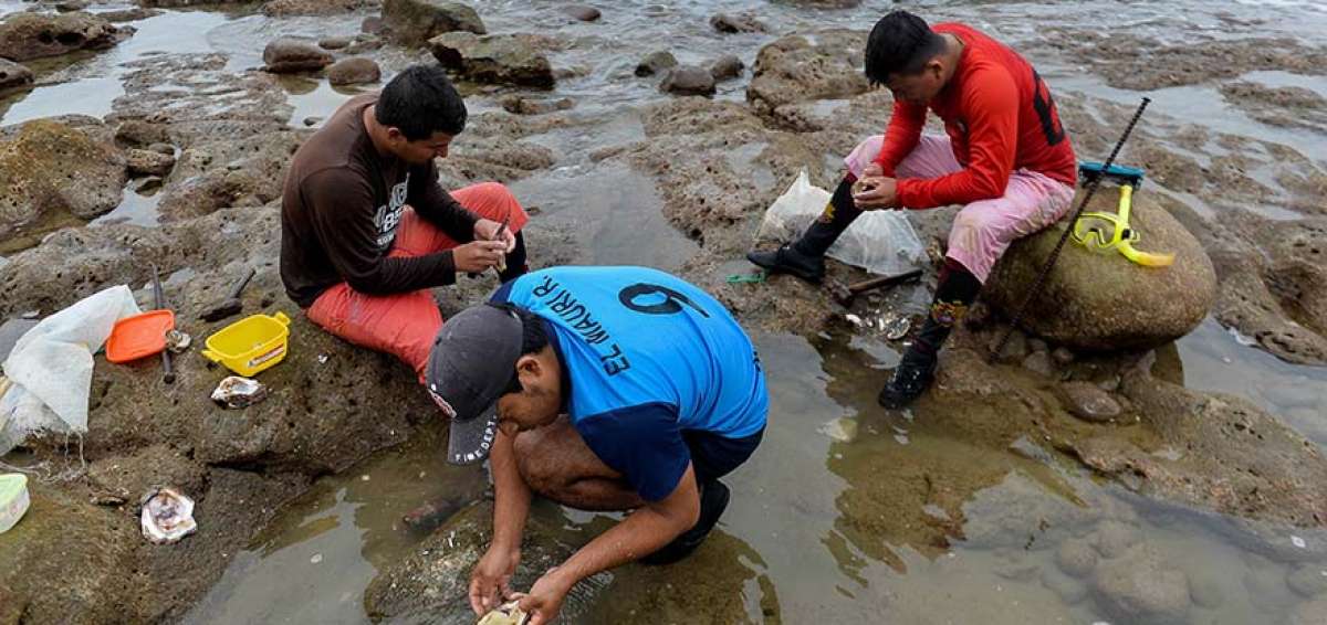 Los mantenses Elvis Pilozo (i), Joffre Pilozo (centro) y Erik Rivera siempre acuden a Lig&uuml;iqui para capturar pulpos y ostiones. Ellos disfrutan mucho saborear estos mariscos en platos como el ceviche.