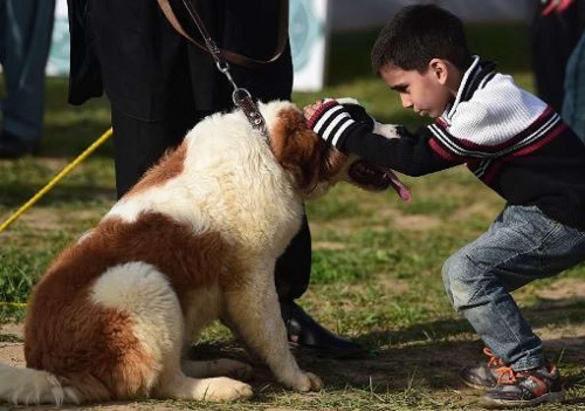 Un ni&ntilde;o paqistan&iacute; acaricia a su perro durante una muestra organizada por el Pet Lovers Club de Pakist&aacute;n. Foto: Archivo / AFP