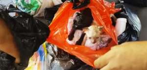 En Machala piden sanci&oacute;n para la persona que bot&oacute; 4 gatitos a la basura