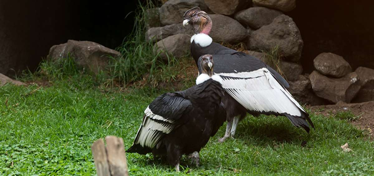 En el pa&iacute;s, seg&uacute;n el censo de 2015, existen 102 individuos de la especie representativa del pa&iacute;s.