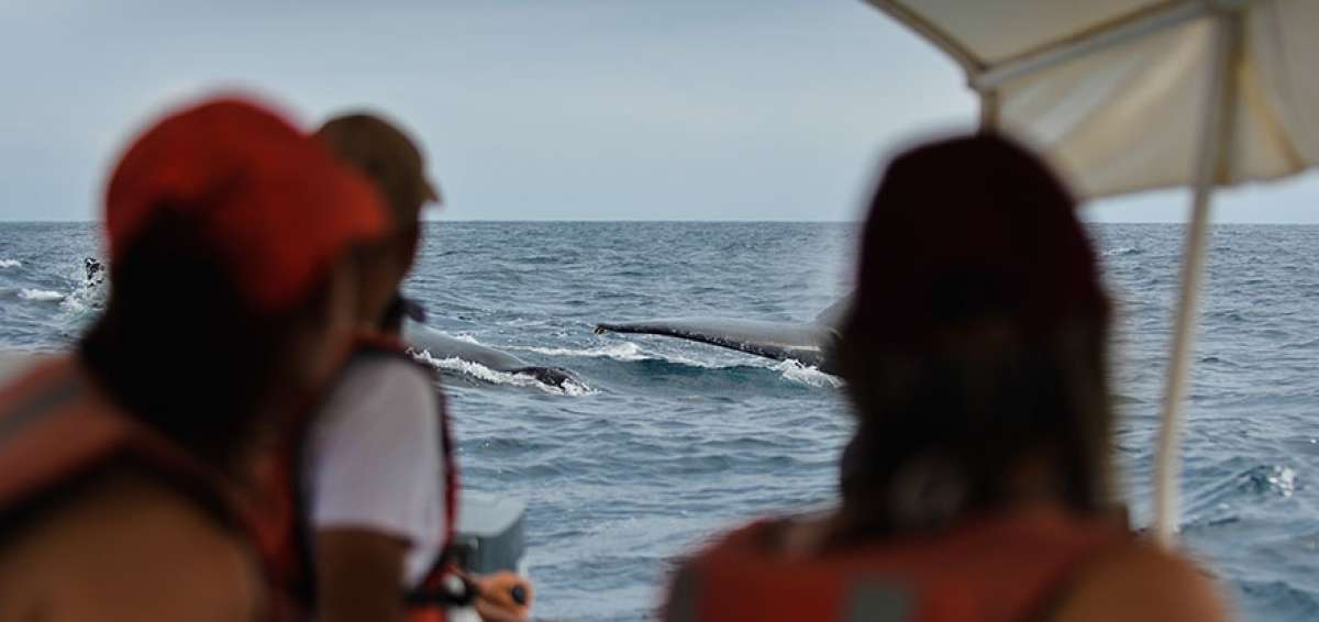 Cuando la lancha llega a la zona donde se encuentran las ballenas, el capit&aacute;n baja la velocidad y ah&iacute; las personas pueden observar de cerca a los cet&aacute;ceos.