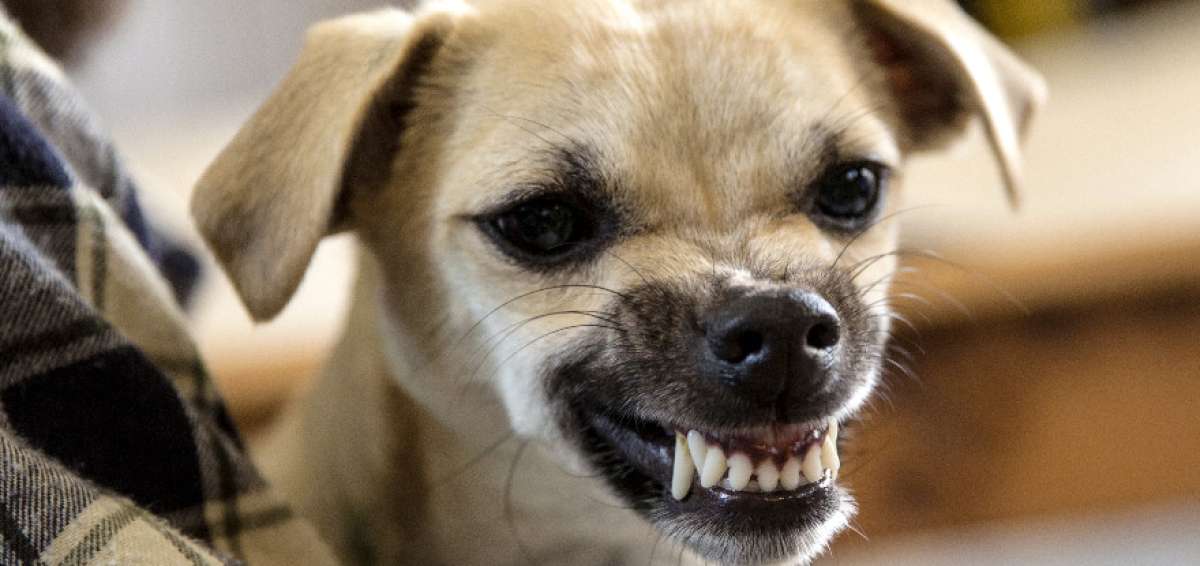El can puede sentir celos cuando su amo dedica atenci&oacute;n a otro animal.