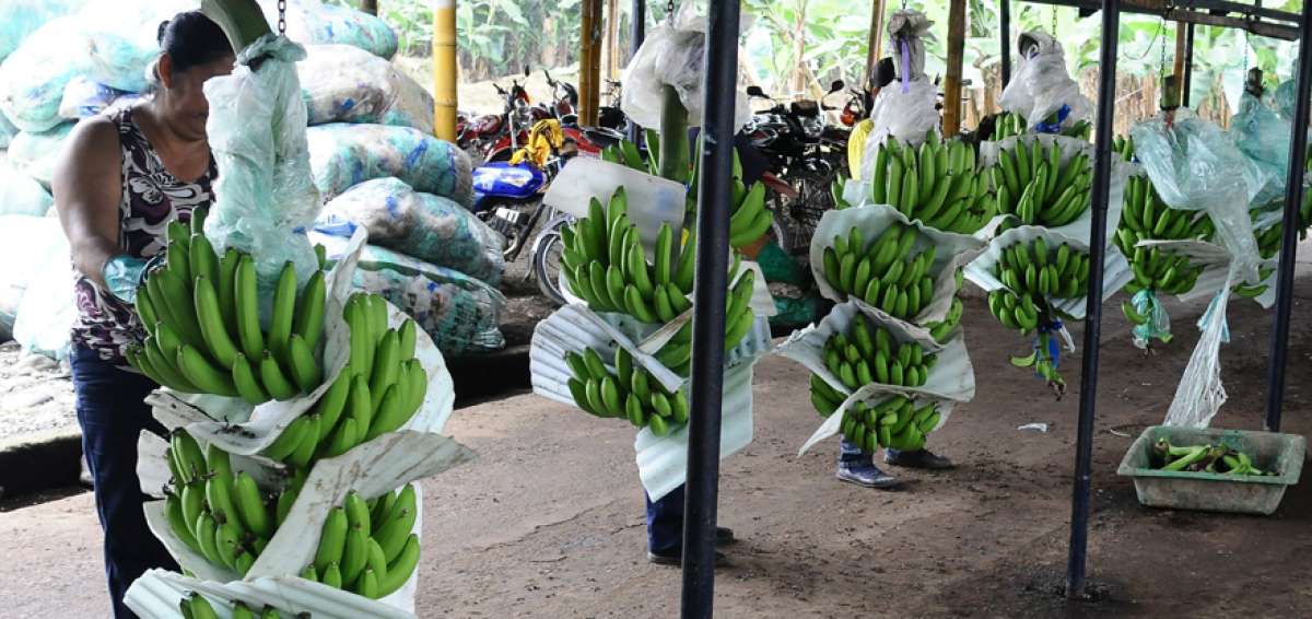 Productores denuncian que hay empresas que facturan en el precio oficial, pero pagan valores menores.