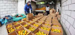 El dulzor y color de la mandarina de Patate son reconocidos y apreciados en todo el pa&iacute;s.