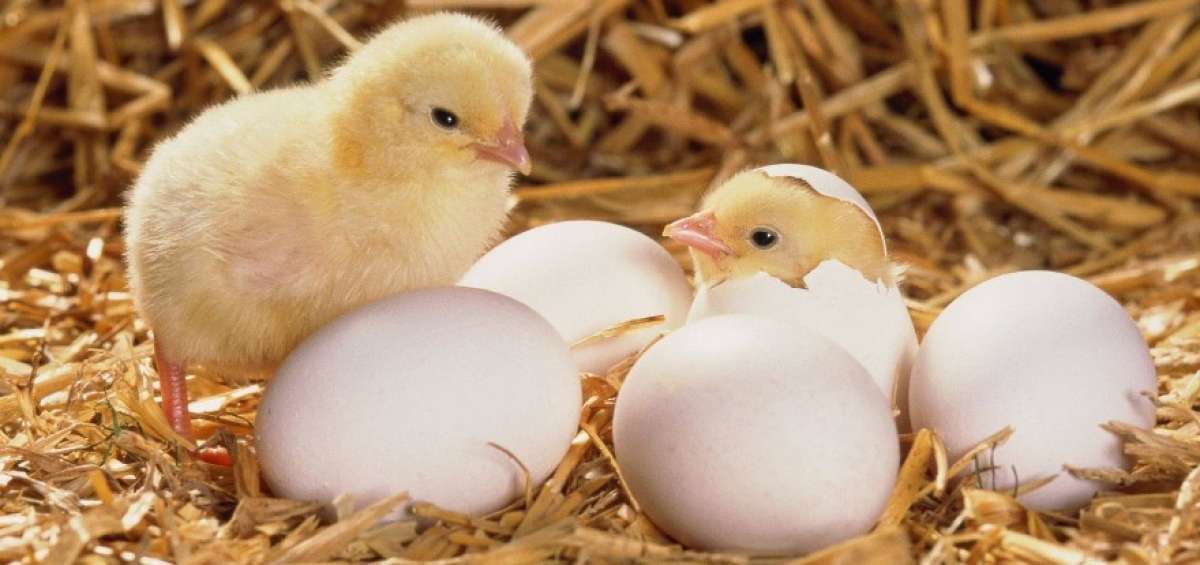 Cr&iacute;a de pollos ecol&oacute;gicos es impulsada