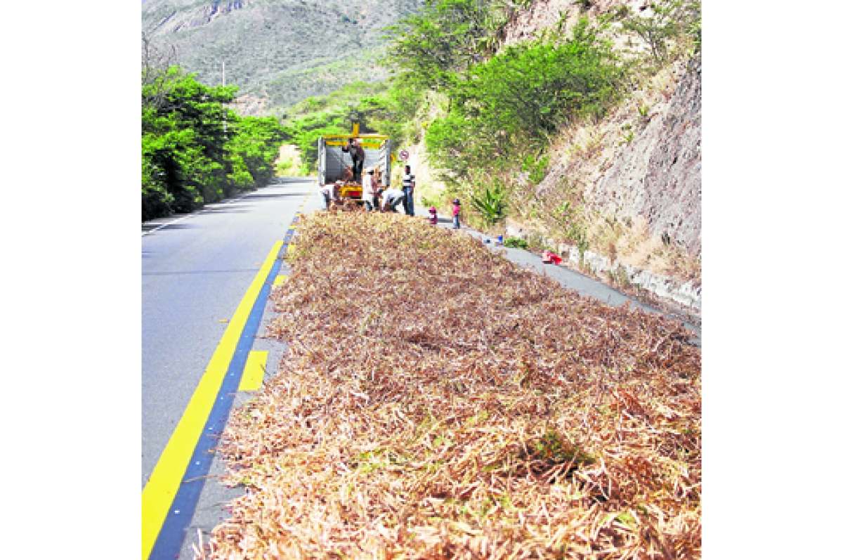 El secado de fr&eacute;jol obstaculiza el tr&aacute;fico en la carretera