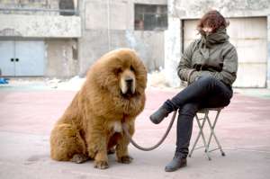 Mast&iacute;n, el perro de los pastores n&oacute;madas