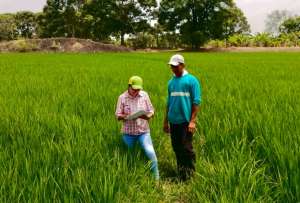 MAGP habilita cuatro puntos de acopio para compra p&uacute;blica de arroz