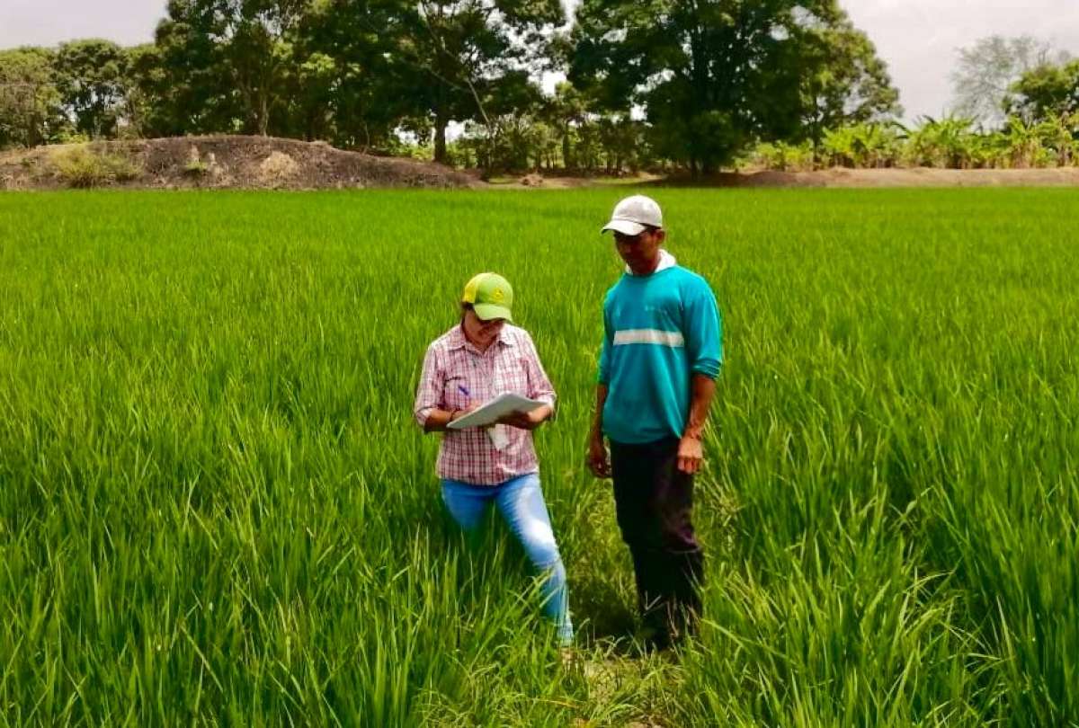 MAGP habilita cuatro puntos de acopio para compra p&uacute;blica de arroz