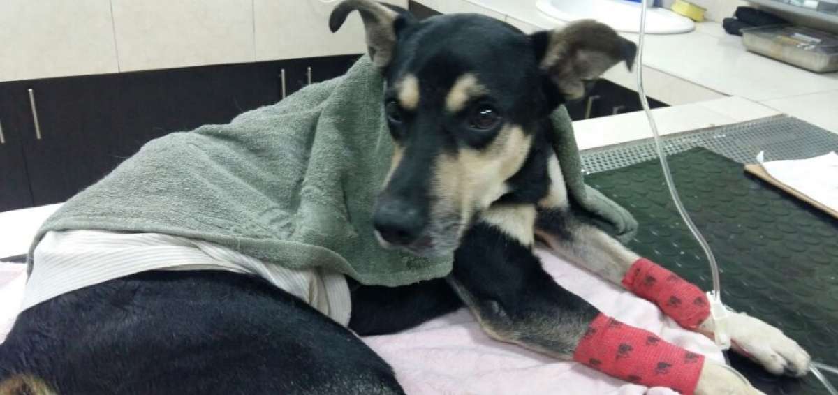 La mascota se encuentra estable, seg&uacute;n m&eacute;dicos de la veterinaria Animalopolis