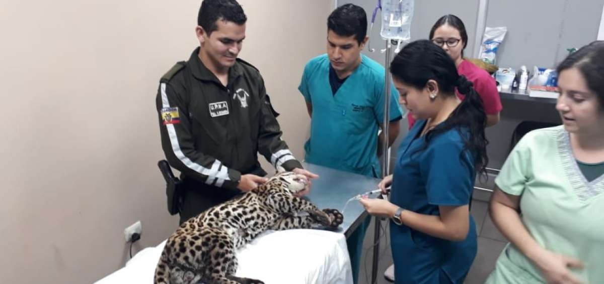 El felino fue trasladado a la veterinaria Mansi&oacute;n Mascotas, donde se encuentra en recuperaci&oacute;n.