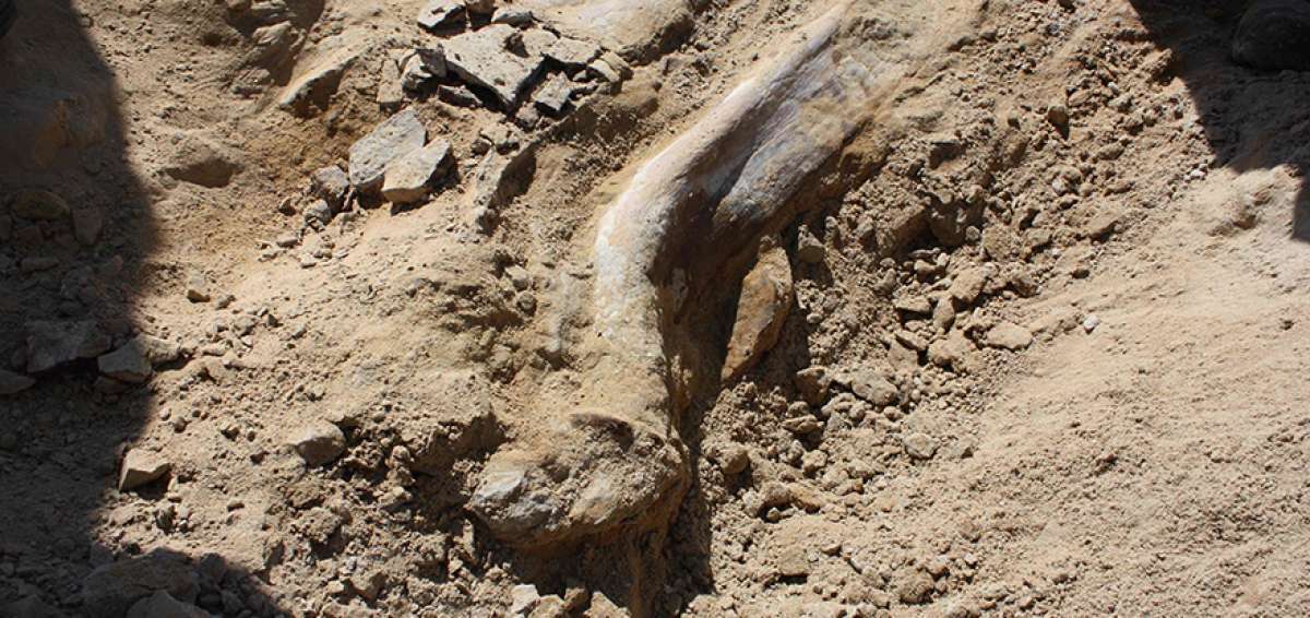 Un raro f&oacute;sil de dinosaurio fue encontrado en Estados Unidos