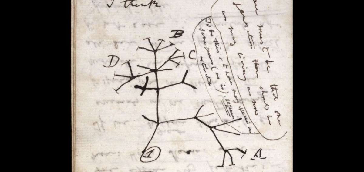 El &aacute;rbol de la vida que dibuj&oacute; Charles Darwin se da por robado