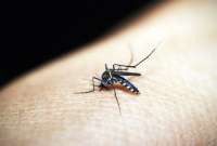 Un caso de dengue enciende las alarmas en Estados Unidos