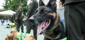 Las 34 familias que adoptaron a los perros entrenados por la Polic&iacute;a ser&aacute;n monitoreadas por la entidad para constatar el estado y las condiciones del exagente canino.