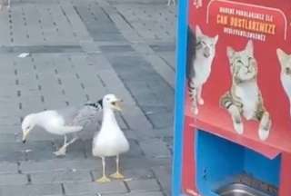La gaviota aprendió a maullar para que le regalen comida para gatos. 