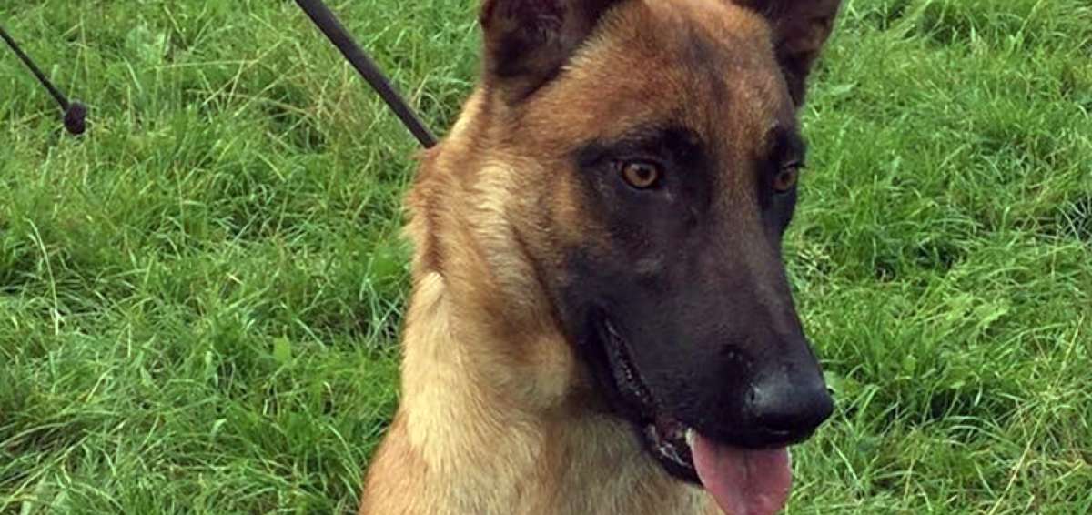 Una brigada canina  detectar&aacute; especies prohibidas en  el archipi&eacute;lago