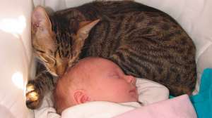 Los beb&eacute;s y los gatos se llevan bien