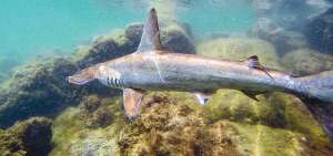 Gal&aacute;pagos posee &lsquo;guarder&iacute;a&rsquo; de tiburones martillo