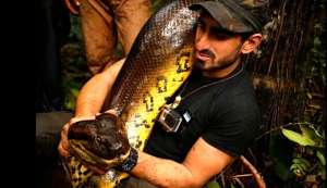 Estas serpientes, las m&aacute;s grandes del mundo, asfixian normalmente a sus presas antes de ingerirlas.Foto:  @Discovery  