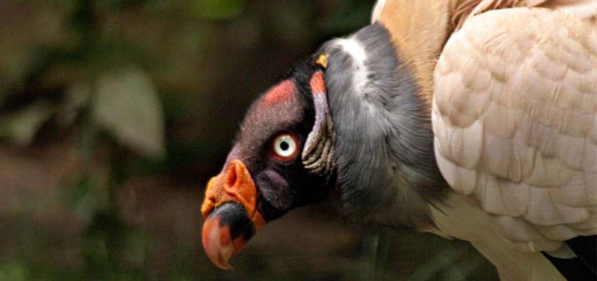 El aeropuerto cuenta con un refugio de aves rapaces