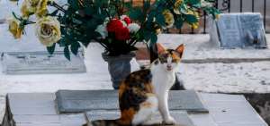 Gatos cuidan tumbas en pueblo que inspir&oacute; a Gabo