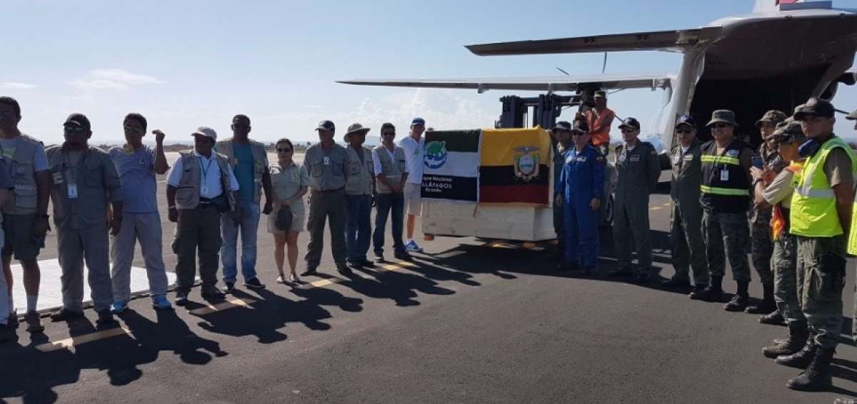Una comitiva recibi&oacute; el cuerpo disecado de la tortuga que fue transportado hasta el archipi&eacute;lago en una aeronave de la Fuerza A&eacute;rea Ecuatoriana.