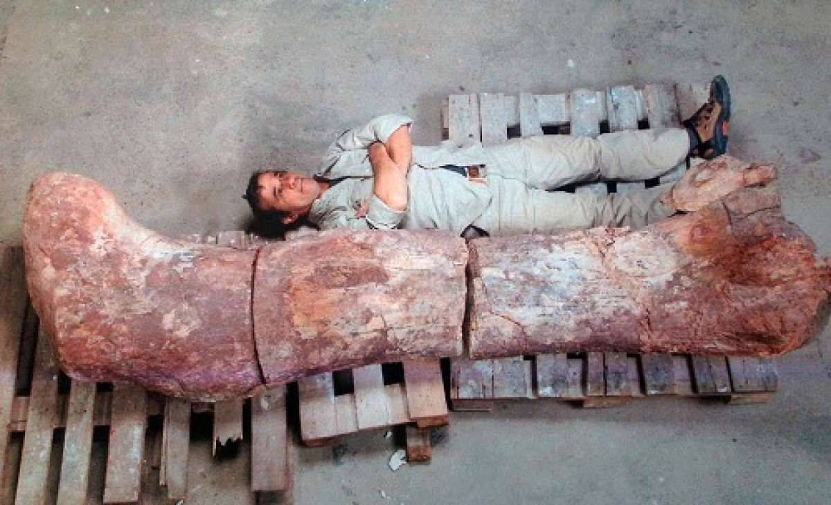 Se trata del f&eacute;mur de un dinosaurio herb&iacute;voro de la familia de los saur&oacute;podos que vivi&oacute; hace unos 100 millones de a&ntilde;os. Foto: AFP