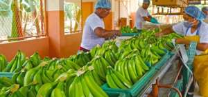 Ecuador alcanz&oacute; m&aacute;s de 12 millones en expectativas de negocios en Fruit Log&iacute;stica Berl&iacute;n