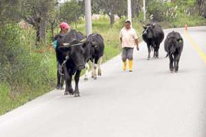 Los ganaderos de 7 provincias podr&aacute;n vacunar a sus reses desde hoy.